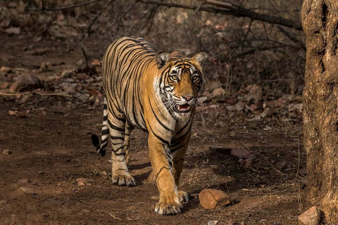 Bengal tiger in Ranthambore National Park